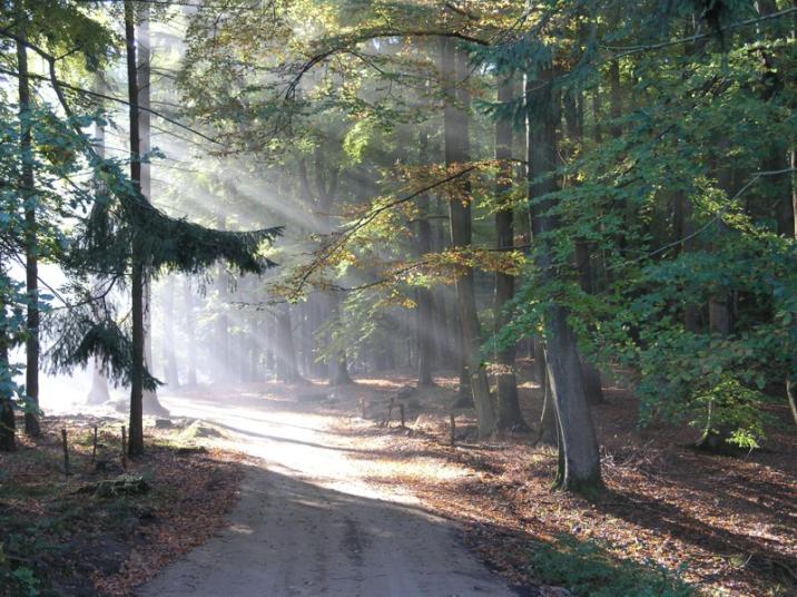 Leśny Kompleks Promocyjny