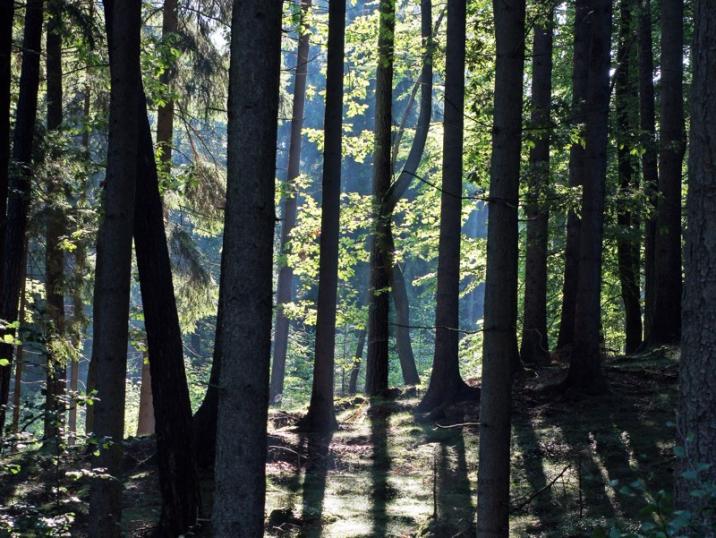 Lasy&#x20;Nadleśnictwa&#x20;Karnieszewice